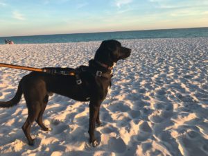 black dog on beach